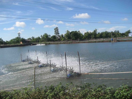 Người[-]dân[-]Sóc[-]Trăng[-]đua[-]nhau[-]trồng[-]dây[-]thuốc[-]cá